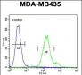 MTX2 Antibody  (C-term)